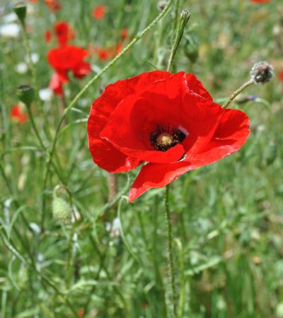 From the fields of Flanders to present day, the poppy is a symbol of remembrance for the Armed Forces Community.  
The Service Personnel and Veterans Agency supports the Armed Forces Community and provides a range of through life support functions direct to  Serving personnel and the Veterans Community.  These include Pay and HR for the Services, Pensions Schemes and Compensation Schemes for those disabled or bereaved through service.

A dedicated helpline and welfare service for veterans provides one to one support, in the home if needed.  
Services to veterans are provided under the Veterans-UK brand. Its the first stop for veterans who need help and advice.